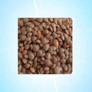 MASOOR 1 KG